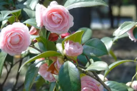 Tại sao không trồng hoa trà tại nhà, ý nghĩa phong thủy của hoa trà 