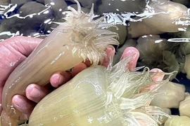 Đặc sản được ví như “thần dược” 3 triệu đồng/kg vẫn hút khách