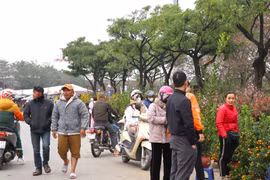 Mới 28 Tết đào quất đã 'đổ' ra đường, chỉ 80.000 đồng/cây