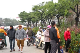 Mới 28 Tết đào quất đã 'đổ' ra đường, chỉ 80.000 đồng/cây