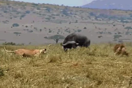 Clip: Trâu rừng thể hiện sức mạnh, húc bay sư tử tạo đường thoát thân 