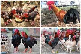 Gà tiến vua được săn lùng dịp Tết giá “chát” cỡ nào?