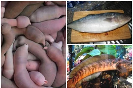 Nghe tên “ngượng đỏ mặt” nhưng 3 loại cá đặc sản luôn đắt khách