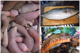 Nghe tên “ngượng đỏ mặt” nhưng 3 loại cá đặc sản luôn đắt khách