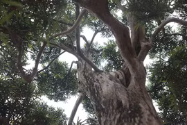 Đại gia nào bán cả gia tài chỉ để chơi cây cảnh?