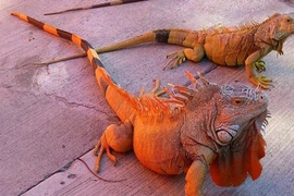 Cận cảnh loài cự đà Nam Mỹ chục triệu hút nhà giàu Việt