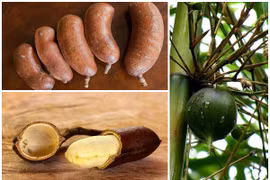 3 loại quả “quý hơn vàng”, có tiền cũng khó mua 