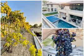 Vườn nho trĩu quả quanh biệt thự triệu đô của vợ cũ Đan Trường