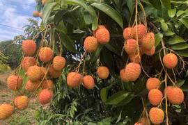 Vải u hồng đầu mùa đắt hơn sầu riêng vẫn “cháy hàng“