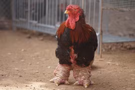 Đổ xô mua chân gà Đông Tảo hơn nửa triệu đồng biếu Tết 