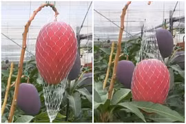 Xoài tím Nhật Bản giá gần trăm triệu đồng/cặp có gì đặc biệt?