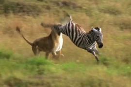 Ngựa vằn tung “tuyệt chiêu” đá trúng mặt sư tử 