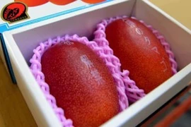 Câu chuyện đằng sau siêu phẩm xoài hơn 100 triệu đồng/cặp