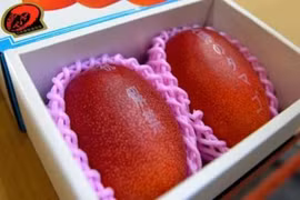 Câu chuyện đằng sau siêu phẩm xoài hơn 100 triệu đồng/cặp