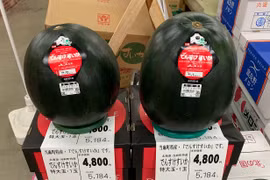 Tham quan trang trại trồng dưa hấu hiếm nhất thế giới, trăm triệu/quả