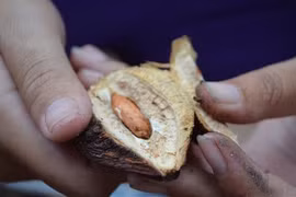 7 loại hạt tưởng chỉ đem vứt đi nhưng giá cao “ngất ngưởng“