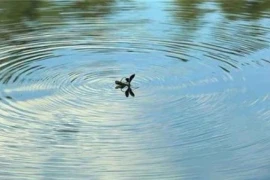 Tại sao chuồn chuồn bay thấp vào những ngày mưa bây giờ hiếm?