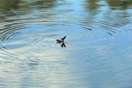 Tại sao chuồn chuồn bay thấp vào những ngày mưa bây giờ hiếm?