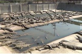 Hình ảnh rùng mình ít biết đằng sau túi Hermes đắt đỏ