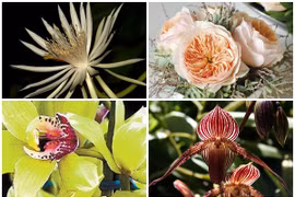 Có tiền cũng chưa chắc mua được 10 loài hoa này