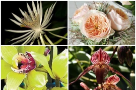 Có tiền cũng chưa chắc mua được 10 loài hoa này