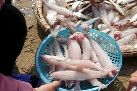 Bất ngờ loại cá xưa lợn ăn nay triệu đồng/kg khách tranh nhau mua 