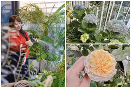 Ngắm khu vườn xanh mướt trong căn hộ của BTV Diệp Chi 