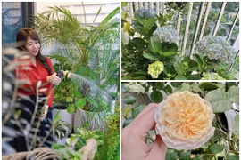 Ngắm khu vườn xanh mướt trong căn hộ của BTV Diệp Chi 