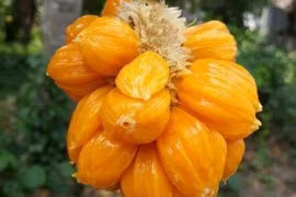 Ăn thử loại mít lạ bé bằng nắm tay, giá cao gấp 5 lần mít Thái