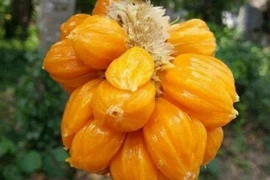 Ăn thử loại mít lạ bé bằng nắm tay, giá cao gấp 5 lần mít Thái