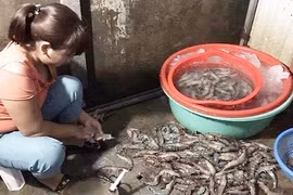 Kinh hãi cảnh dùng kim tiêm bơm tạp chất vào tôm ở Hà Nội 
