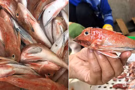 Tá hỏa những đặc sản bị làm giả trên mâm cơm người Việt