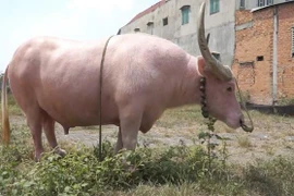 Con trâu màu hồng độc nhất Việt Nam, khách trả 20 tỷ chủ quyết không bán 