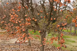 Mãn nhãn vườn hồng Nhật Bản 50 triệu đồng/quả