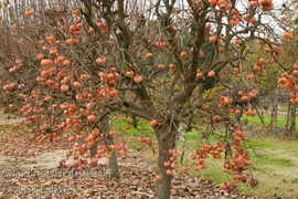 Mãn nhãn vườn hồng Nhật Bản 50 triệu đồng/quả