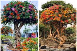 Bất ngờ cây dại lên đời thành bonsai lạ, có chậu 600 triệu đồng