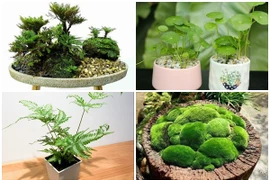 Ngắm bonsai độc nhất vô nhị lên đời từ cỏ dại