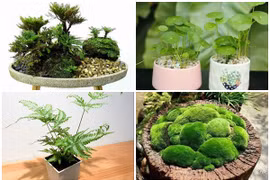 Ngắm bonsai độc nhất vô nhị lên đời từ cỏ dại