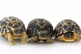 Cụ rùa 90 tuổi sinh con đầu lòng tại vườn thú Houston 
