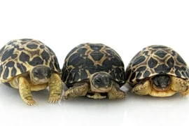 Cụ rùa 90 tuổi sinh con đầu lòng tại vườn thú Houston 