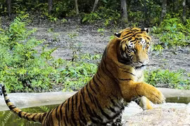 Thực hư có hổ khủng trong vùng núi Đắk Nông 