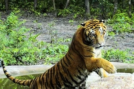 Thực hư có hổ khủng trong vùng núi Đắk Nông 