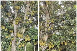 Tròn mắt xem cây mít “vỡ kế hoạch”, đếm mỏi mắt không hết 