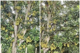 Tròn mắt xem cây mít “vỡ kế hoạch”, đếm mỏi mắt không hết 