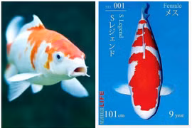 Cá Koi giá ngang siêu biệt thự khiến đại gia “bí ẩn” xuống tiền 