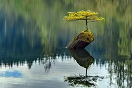 10 kiệt tác bonsai đẹp hiếm có, giá "vô đối"