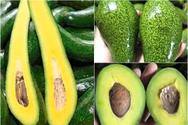 Nhìn đúng điểm này để phân biệt bơ chín cây và bơ ngâm hóa chất