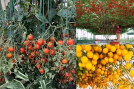 Ngỡ ngàng những cây cà chua “vỡ kế hoạch” cho nghìn trái