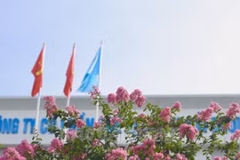 Hoa tường vi dịu dàng khoe sắc giữa lòng TP Hải Dương