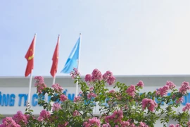 Hoa tường vi dịu dàng khoe sắc giữa lòng TP Hải Dương